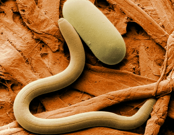 Nematodi